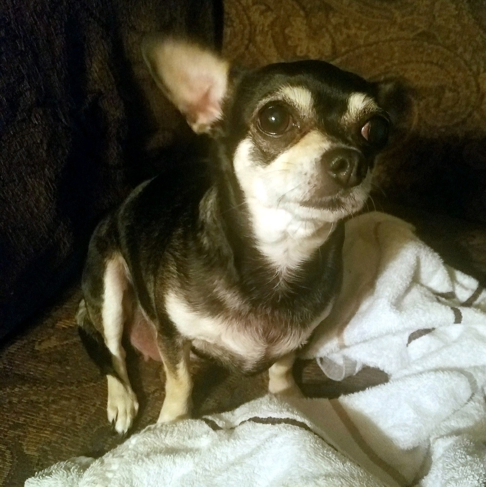 Meet your Posher, Jennifer